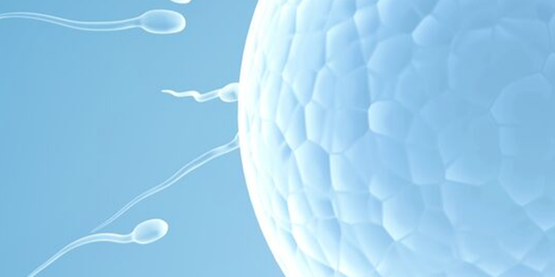 combien de temps spermatozoide rencontre ovule plus belle rencontre en anglais